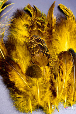 Paon bleu - 8-20 cm - jaune-brun
